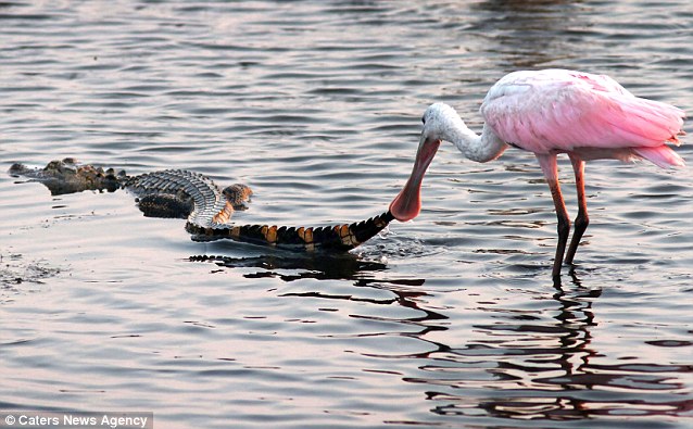 ������԰���ִ�����ʳ�������