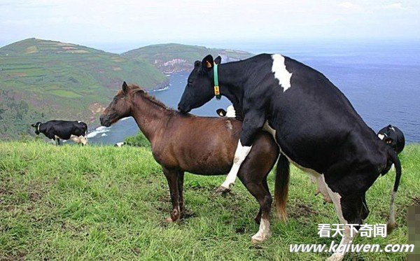 �����İ��ĳ��ͳ��� ǿ����������ͼ�̵�(��ͼ)