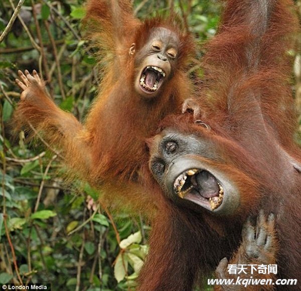 ������Ц���˵ĺ�Ц����